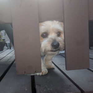 Meet your Posher, Finn merlihan